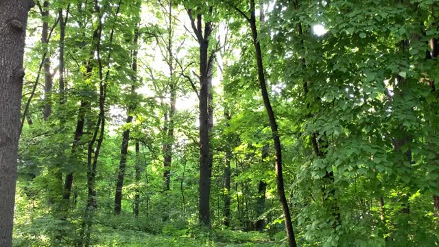 Forest in Moscow