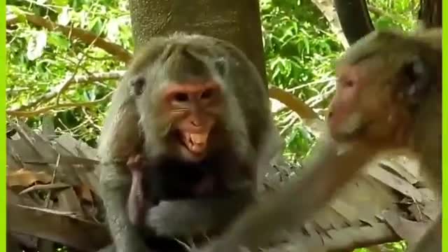 child monkey stock