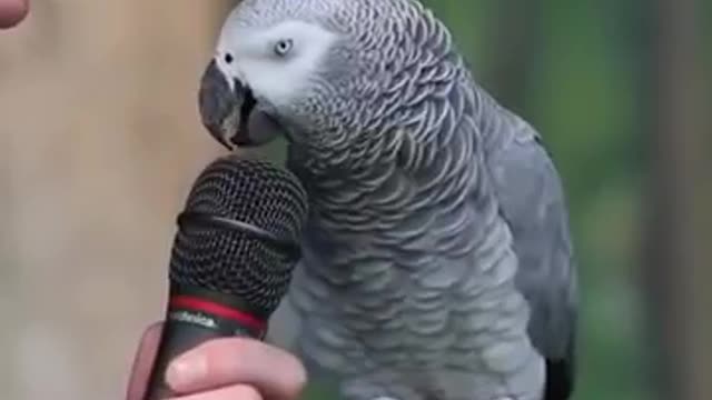 Einstein the African Grey Parrot showed off her vocabulary skill of languch of sounds and words