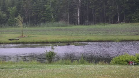 Moose Swims in Pond to Avoid Pesky Flies