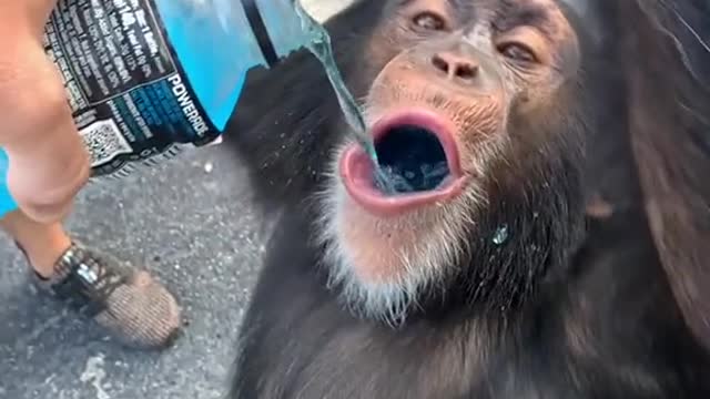 Chimpanzee and Energy Drink