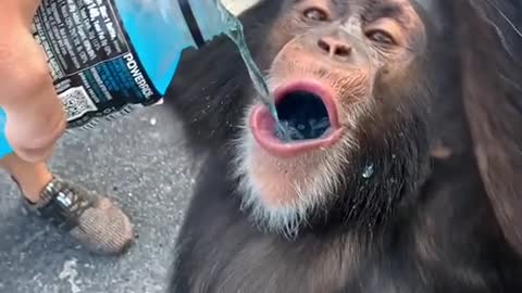 Chimpanzee and Energy Drink