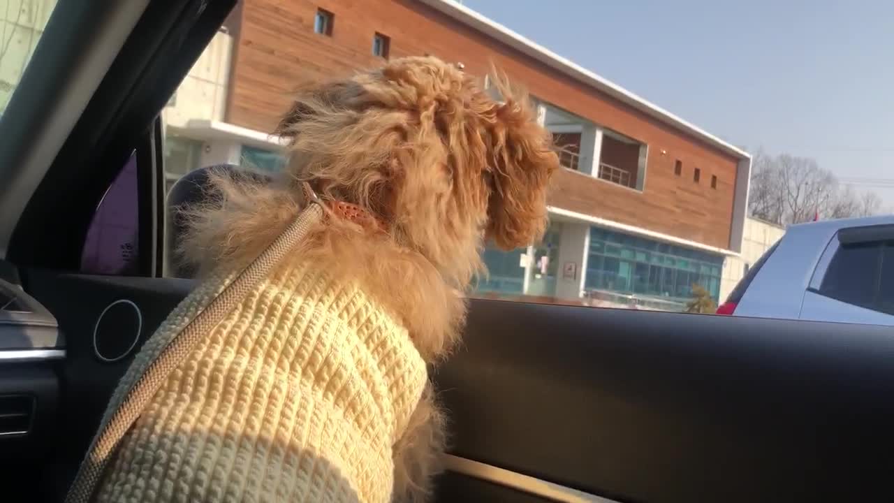 A dog is waiting for his guardian while crying