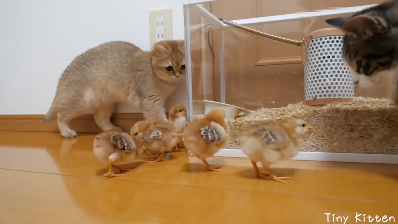 Relaxing Kitten Coco is attacked by tiny chicks