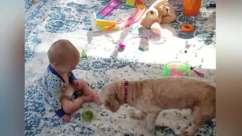 Friendship Between Babies and Dogs