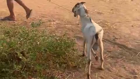 the owner try to help goat5