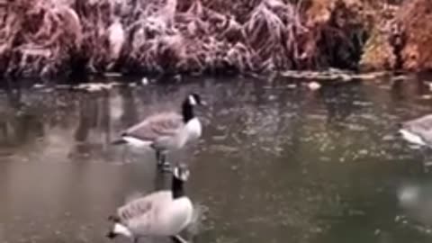 Ducks on Ice