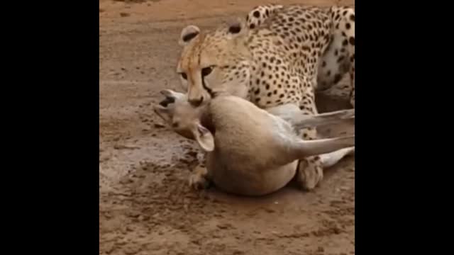 Cheetah is trying to kill deer.