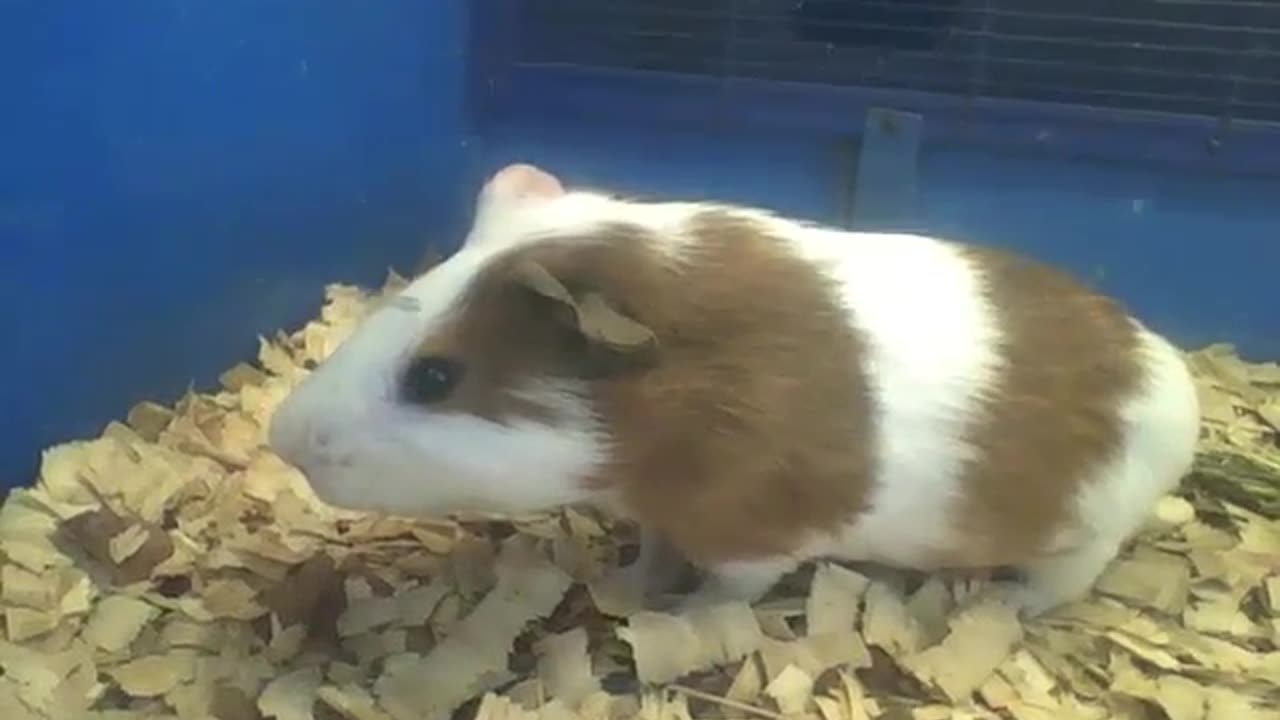 Cute white and brown guinea pig loves being filmed! [Nature & Animals]