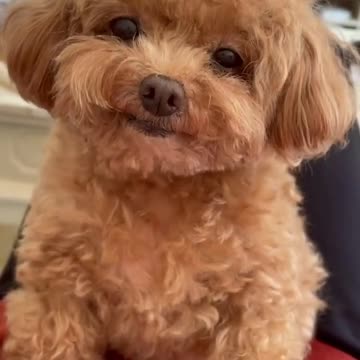 This dog's eyes are beautiful 😍