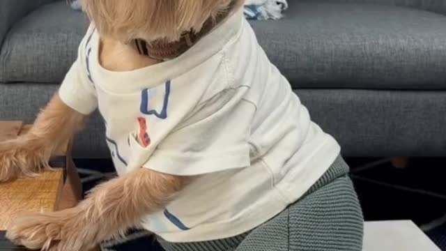 funny cute pet (50)