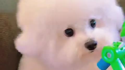 Dog cute #pets #comedy #funny #shortvideo #cute #animals #dog #happy #chill #shorts