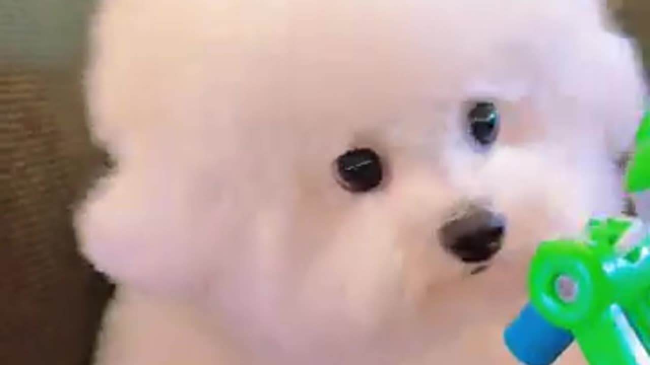 Dog cute #pets #comedy #funny #shortvideo #cute #animals #dog #happy #chill #shorts