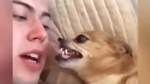 FUNNY ANIMALS VIDEOS TRY NOT TO LAUGH 🤣 | FUNNY CATS | FUNNY DOGS | CUTEST ANIMALS
