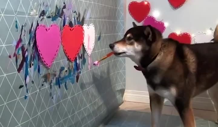 Doggo is an Expert Painter