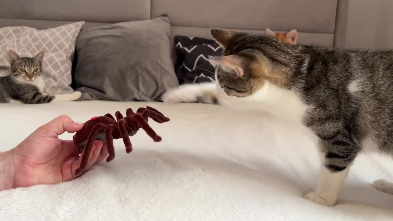 Funny Kittens Reaction to Spider!