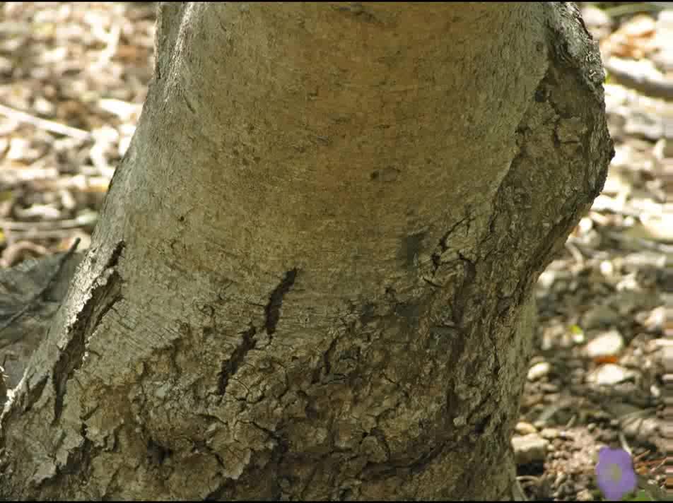 Hamamélis ( Hamamelis virginiana ) serve para caspa e má circulação sanguínea