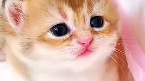 cute cat