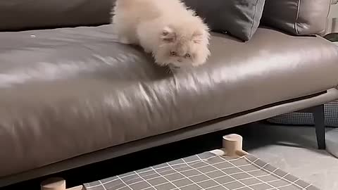 Jump down the cat