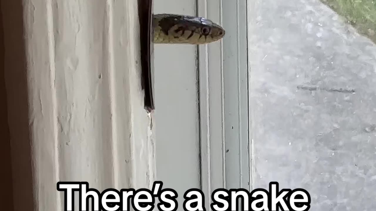 Snake Pokes Out From Door Jam