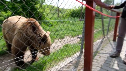 Feeding a bear honey at Veresegyhaz Bear Farm