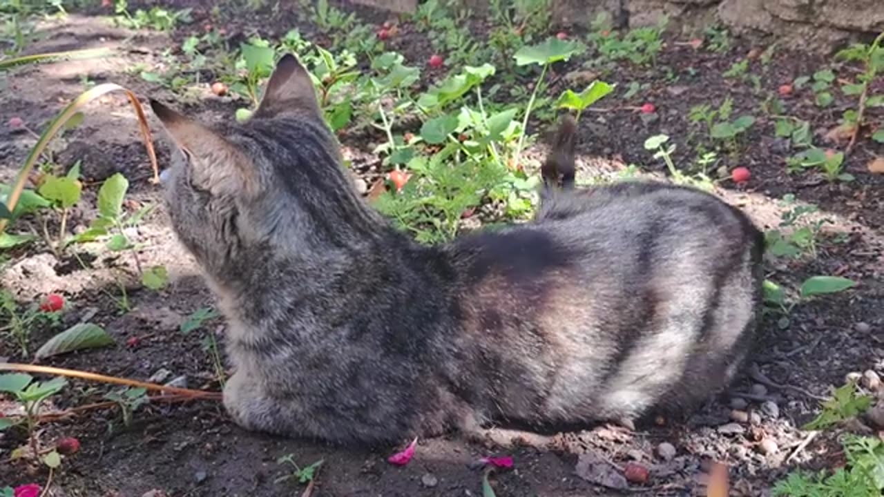 Quiet cute street cat. Relaxing cat video.