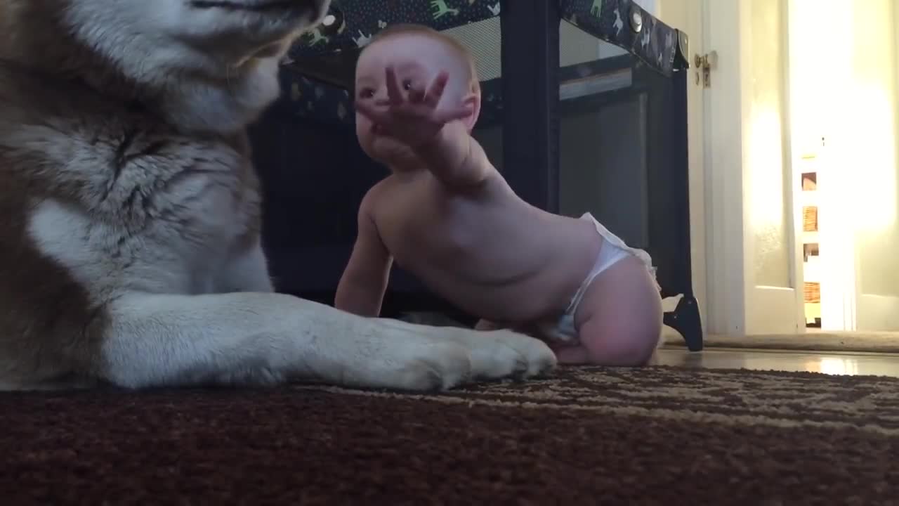 Baby and dog show love for one another