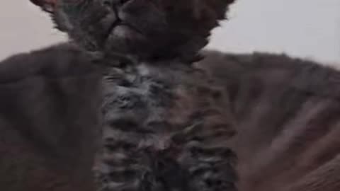 Funny Animals13