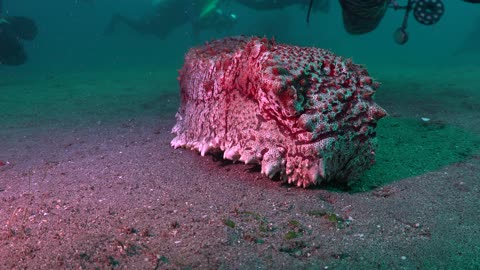 Massive Sea Cucumber Moves Toward Camera