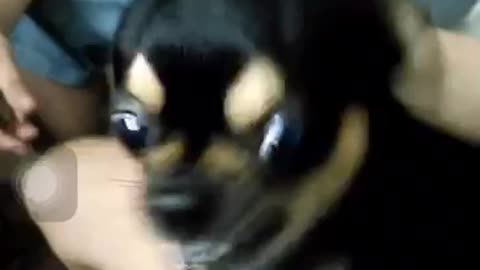 Chihuahua hard funny