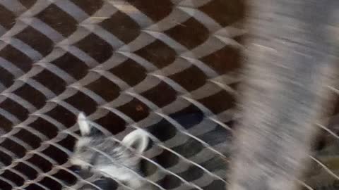 Very hungry and smart raccoons