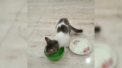 Innocent little kitten playing with my family