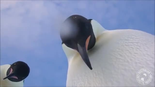 Curious Emperor Penguins Take A Selfie Video In Antarctica