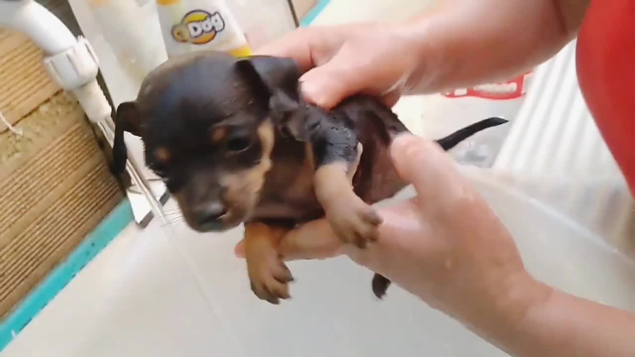 dog's first bath😍