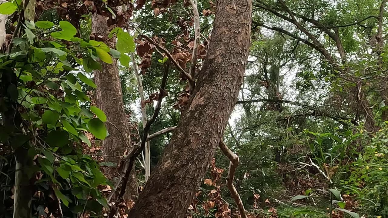 Cutting a couple sycamores in a tight spot