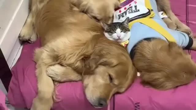 Dog & cat amazing friendship/ wow awesome