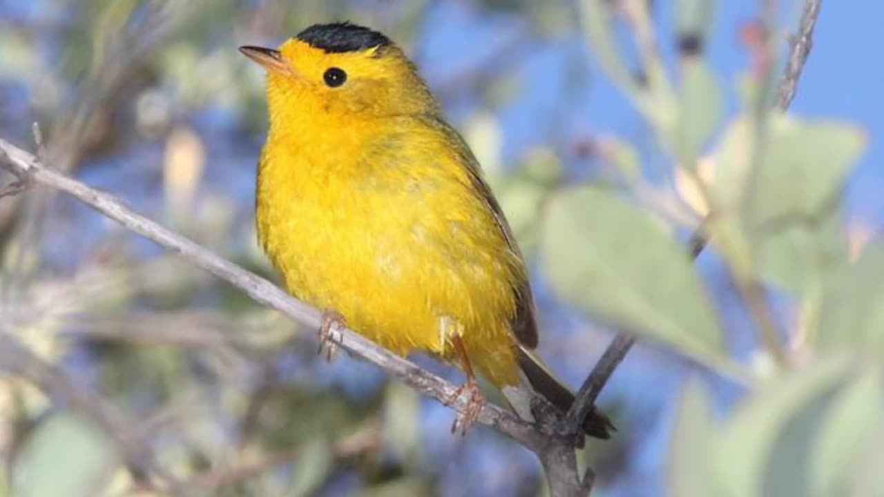 Wilson's Warbler Song Video