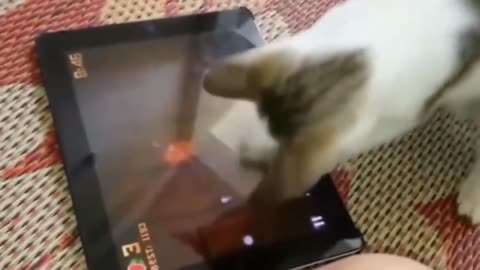 Awesome Cat fail compilation of 2021