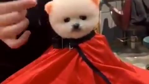 Animals Real 😹 - Best Of The 2021