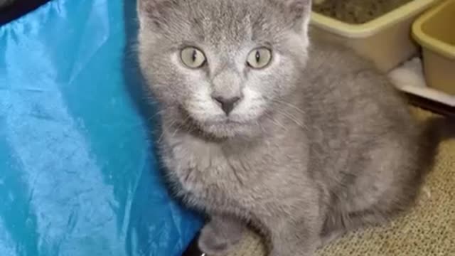 My 2016 Cat Shelter Video