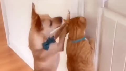 Expert dog and cat, very funny video 🤣