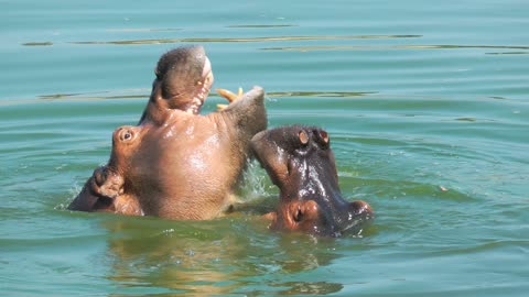 Animal Hippopotamus in Lake Water