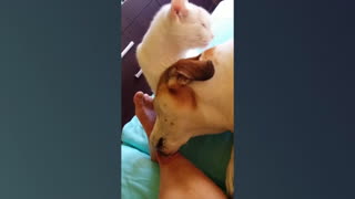 Cat licks dog while dog licks owner's foot