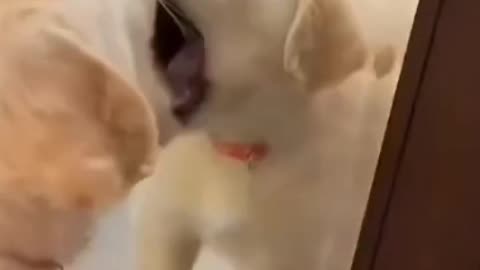 dog funny video
