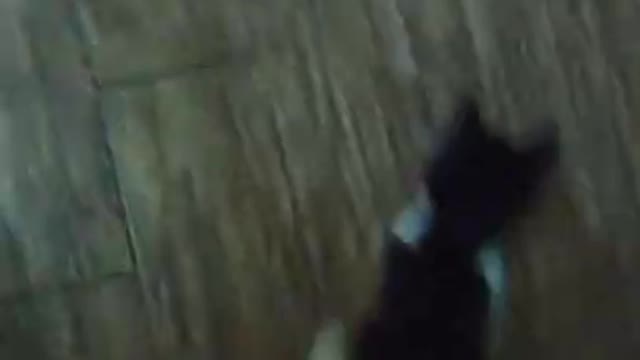 Funny ANIMALS video