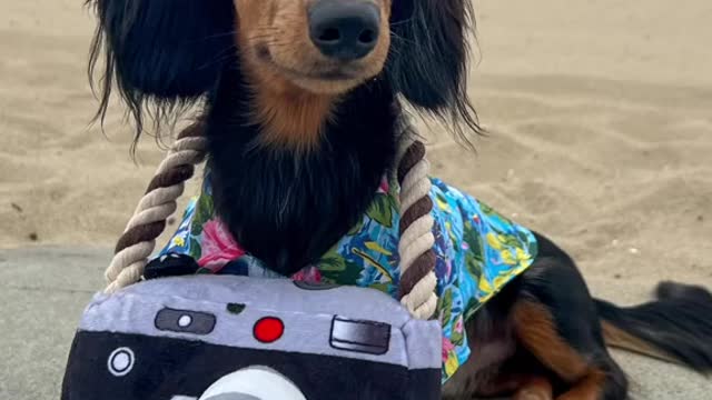 31 Days of Halloweenieday 11: the tourist
