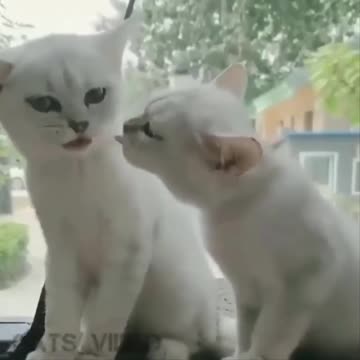 Funny Cat 🐈 😻