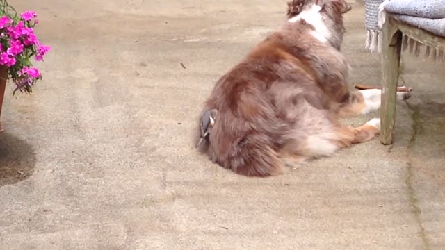 Bird pulls fur from unsuspecting Australian Shephard to make a nest