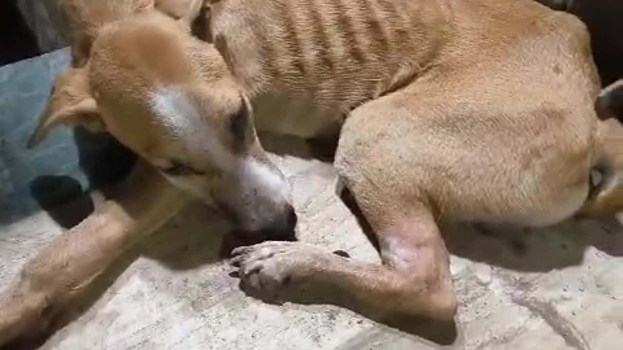 Dog unable to walk #cat #dog #catlover #doglover #animals #pets #instastrays