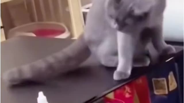 Funny Cat
